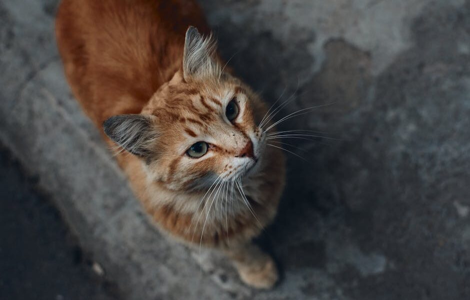 High Blood Pressure in Cats: A Silent Disease That Causes Blindness