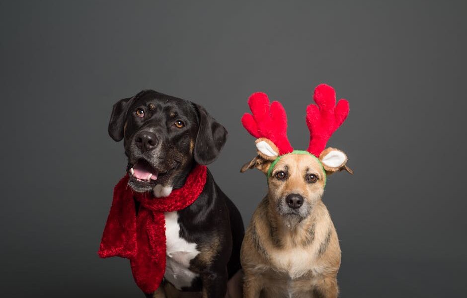 Holiday Pet Safety: Keeping Dogs & Cats Safe During the Holidays