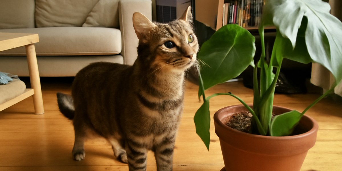 Common Household Items Toxic to Cats: A Room-by-Room Guide