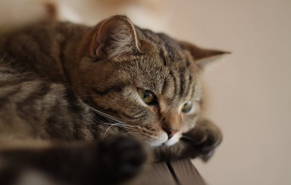 How to Calm an Anxious Cat: Signs, Triggers & Calming Methods