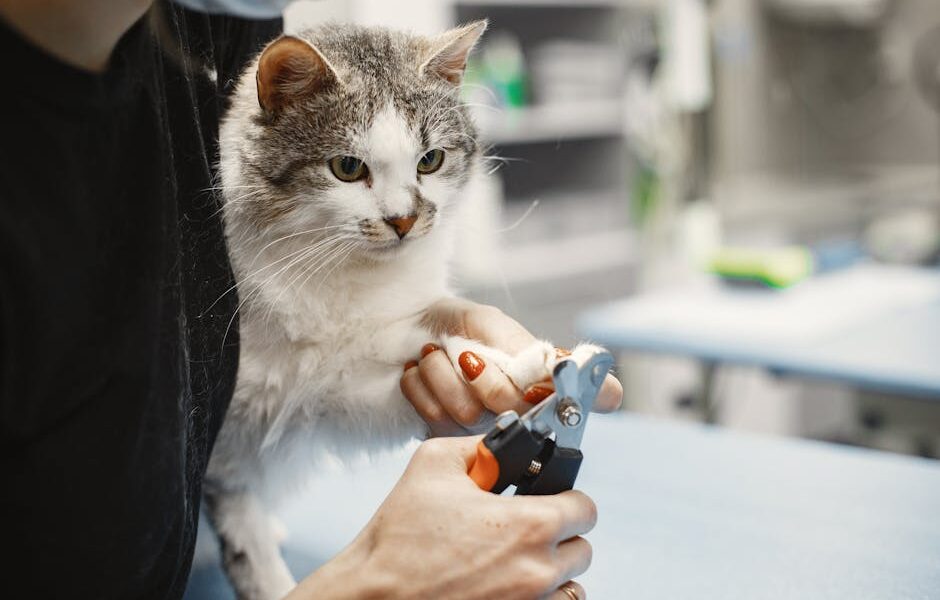 How to Clip Cat Nails: Step-by-Step Guide & Calming Tips
