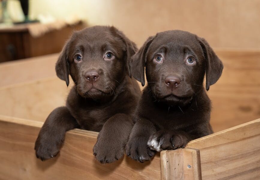 How to Crate Train a Puppy: Complete Guide