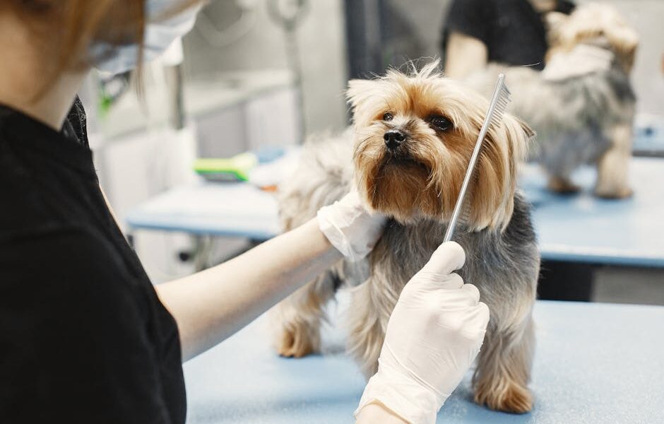 How to Groom a Dog at Home: Complete DIY Guide