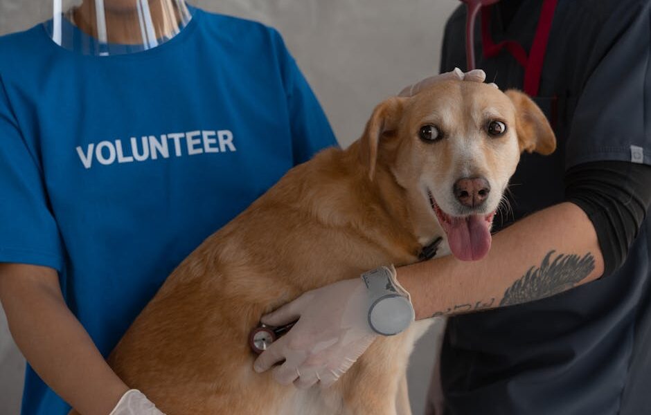 A veterinarian and volunteer examine a happy dog with a stethoscope.