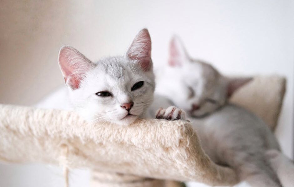 Two white kittens lounging on a cozy cat tree indoors. Perfect for pet lovers.