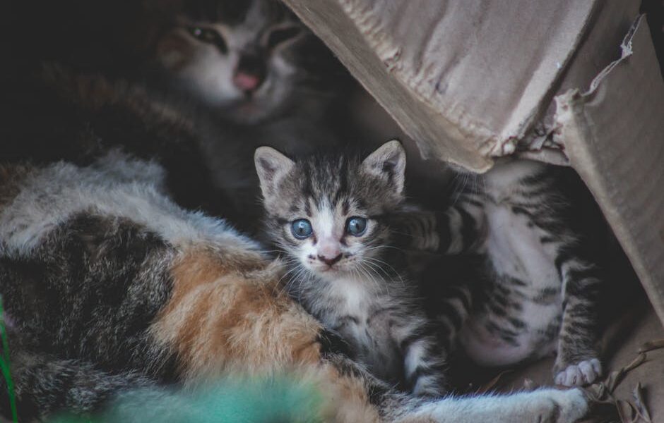 Cute kittens with tabby fur snuggled inside a cardboard box, showcasing their playful and curious nature.