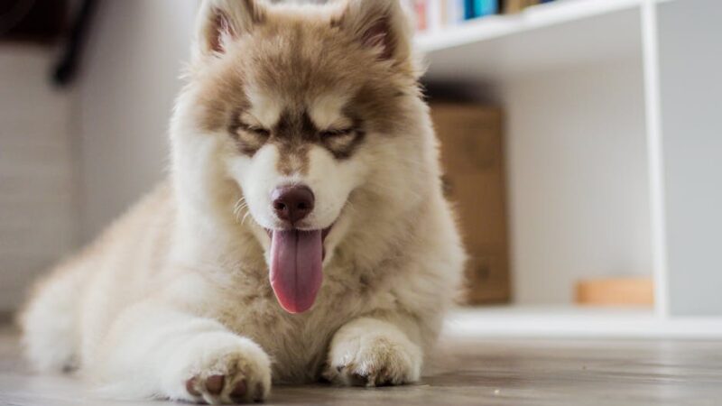 Cute Siberian Husky puppy with tongue out, resting on the floor in a cozy home setting.