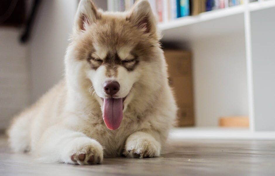 Cute Siberian Husky puppy with tongue out, resting on the floor in a cozy home setting.