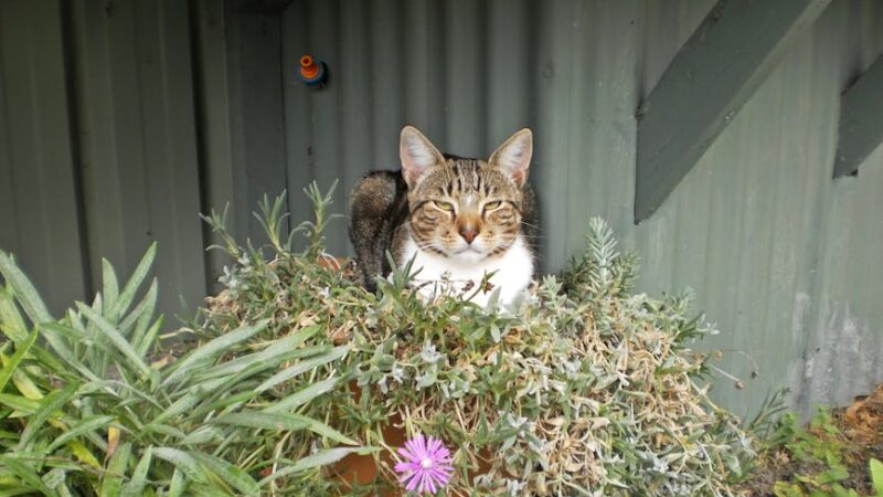 A tabby cat comfortably rests among plants in a garden, creating a charming scene.