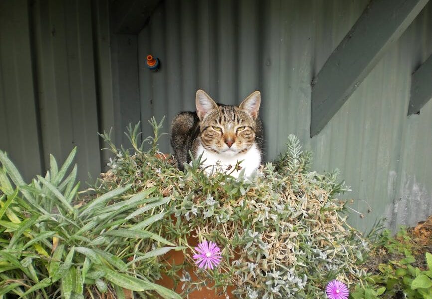 A tabby cat comfortably rests among plants in a garden, creating a charming scene.