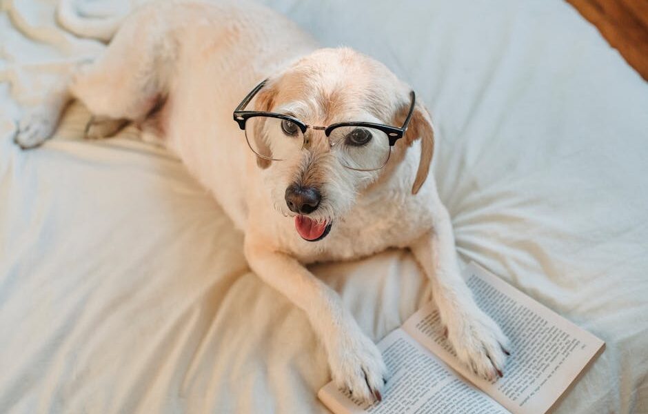 How to Read Dog Food Labels: Ingredients, Guaranteed Analysis & More