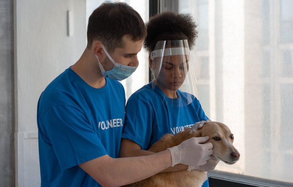 Volunteers in blue shirts providing care to a brown dog indoors, wearing masks and face shields.