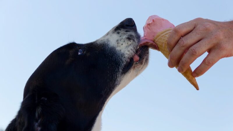 Human Foods Dogs Can Eat: A Complete Safe Foods Guide