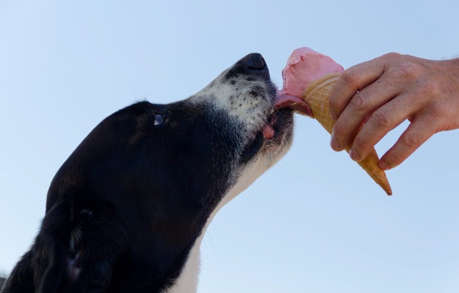 Human Foods Dogs Can Eat: A Complete Safe Foods Guide