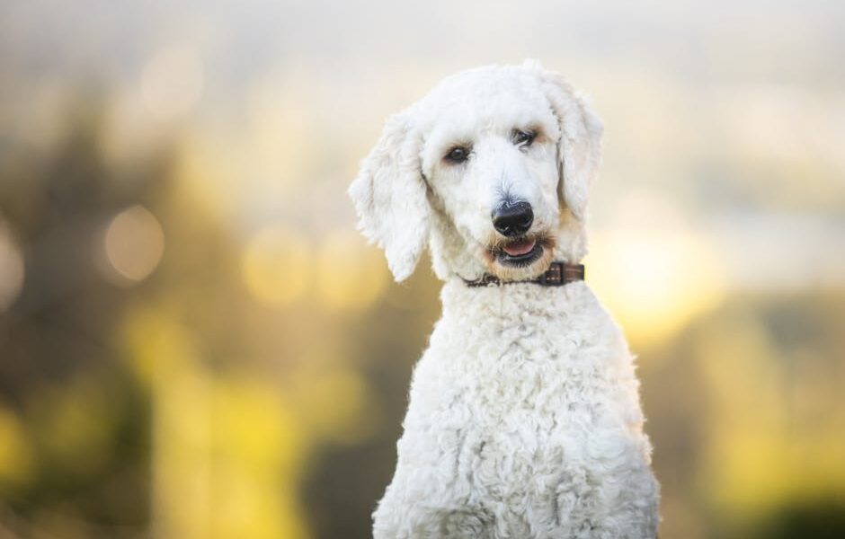 15 Best Hypoallergenic Dog Breeds