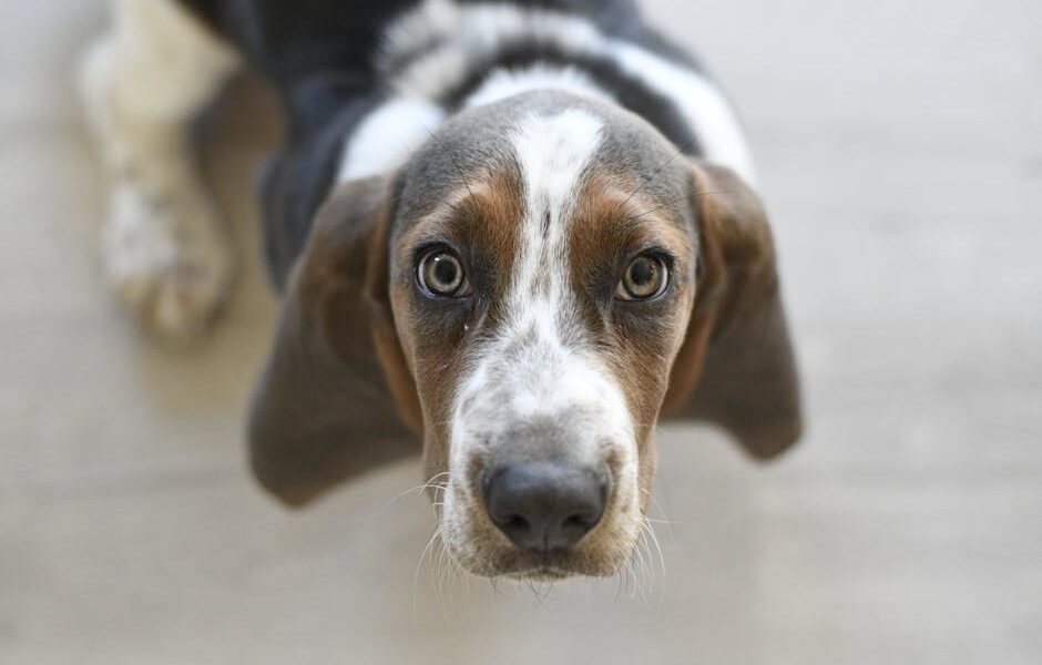 Cute basset hound puppy gazing upward, showcasing its adorable expression in a close-up shot.