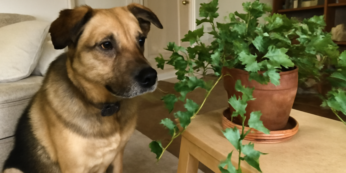 Is English Ivy Toxic to Dogs? Everything You Need to Know