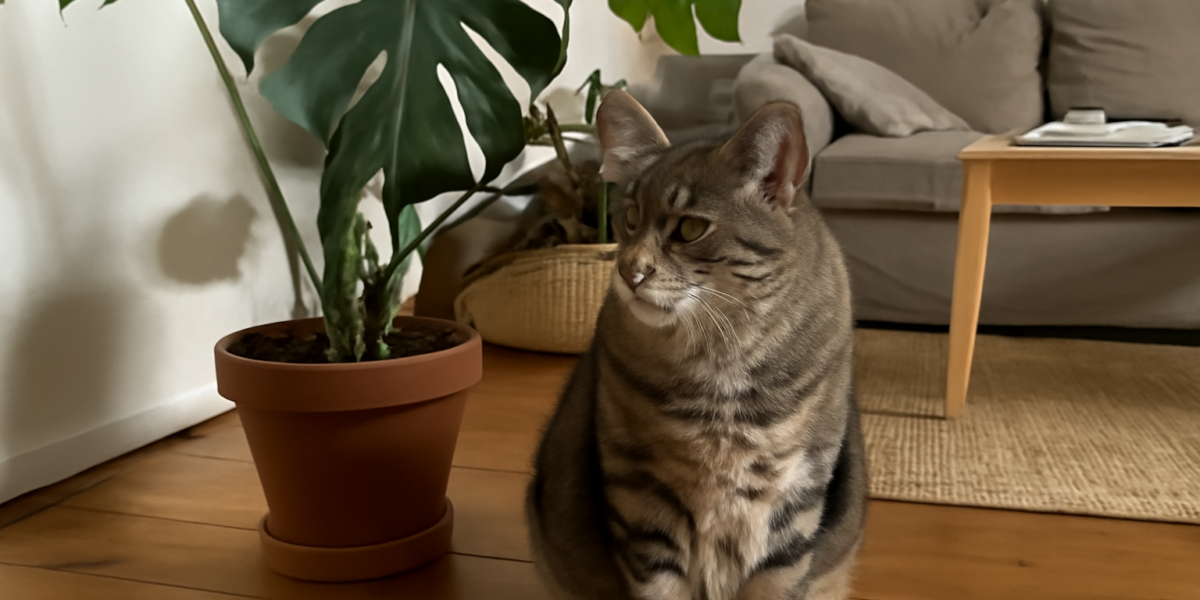Is Monstera Toxic to Cats? Everything Cat Owners Must Know