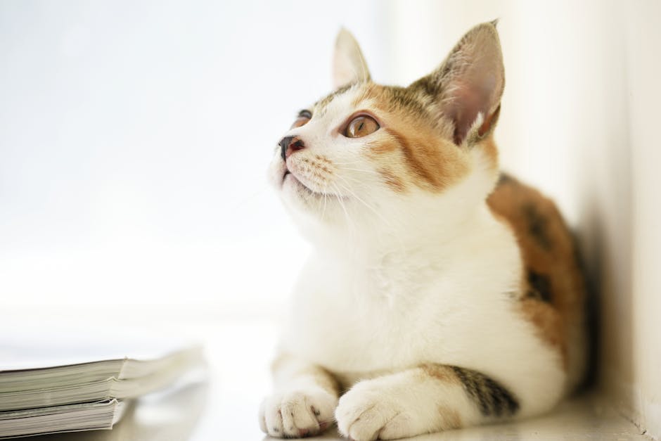 Japanese Bobtail cat with distinctive short bobbed tail in a calico pattern sitting alertly