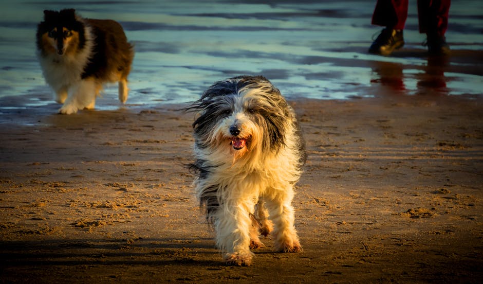 Two bearded collies enjoying a walk on the sandy beach during sunset.