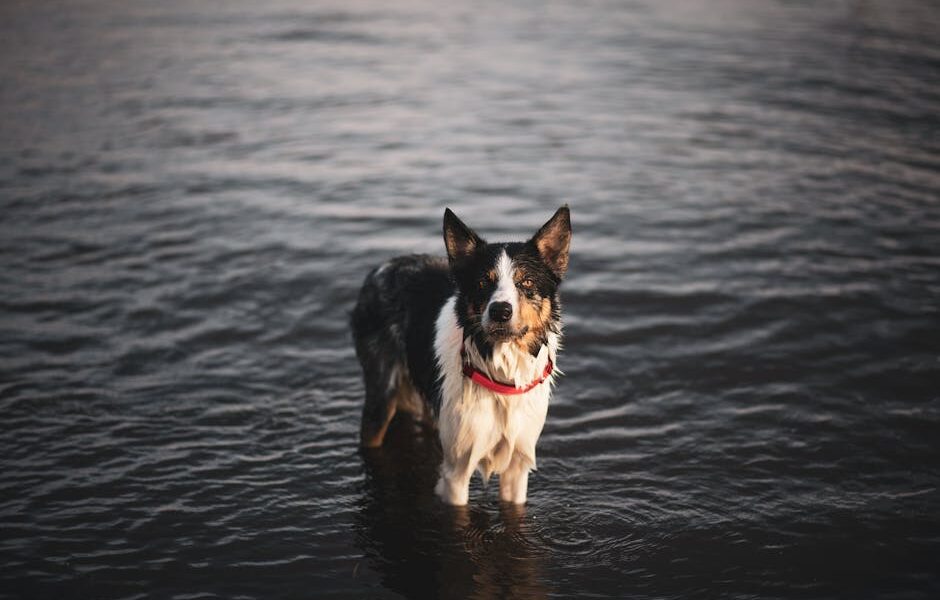 Leptospirosis in Dogs: Symptoms, Treatment & Vaccine Guide