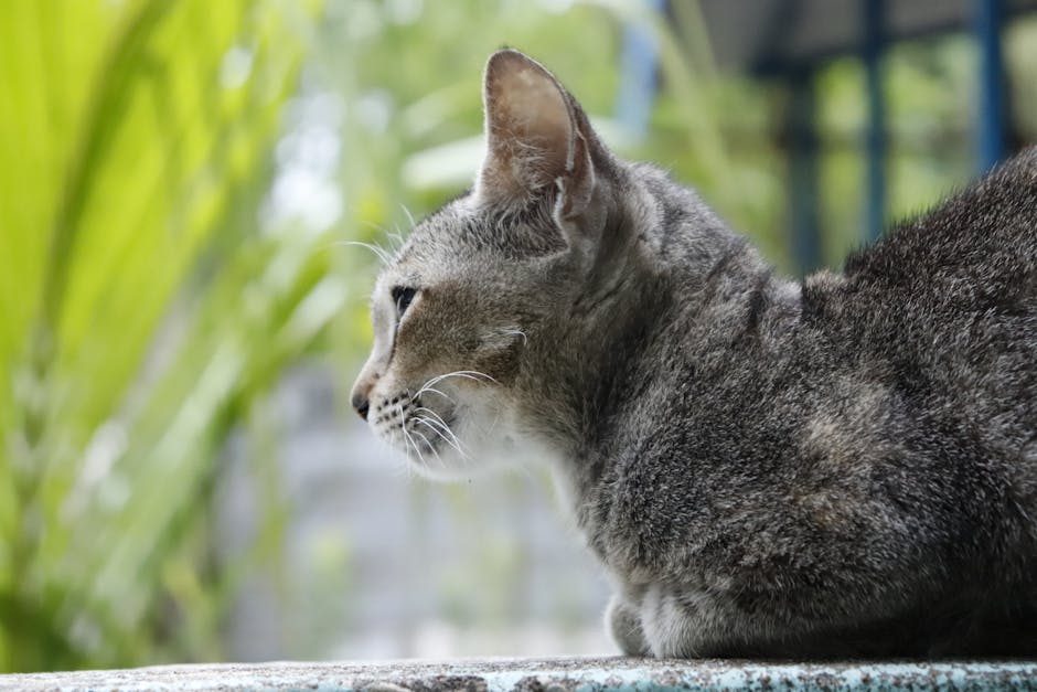 A Lykoi cat with its distinctive partially hairless coat and piercing yellow eyes, showing the breed's unique werewolf-like appearance