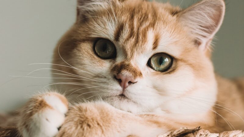 Maine Coon Cat