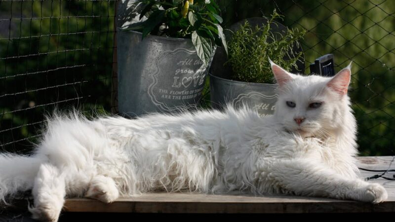 Maine Coon vs Ragdoll: Size, Personality & Which Cat to Adopt