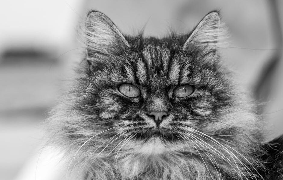 Black and white fluffy cat with stripes on muzzle and long whiskers looking away