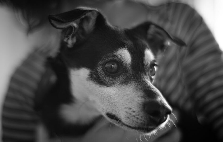 A black and white photo of a Jack Russell Terrier resting peacefully indoors.