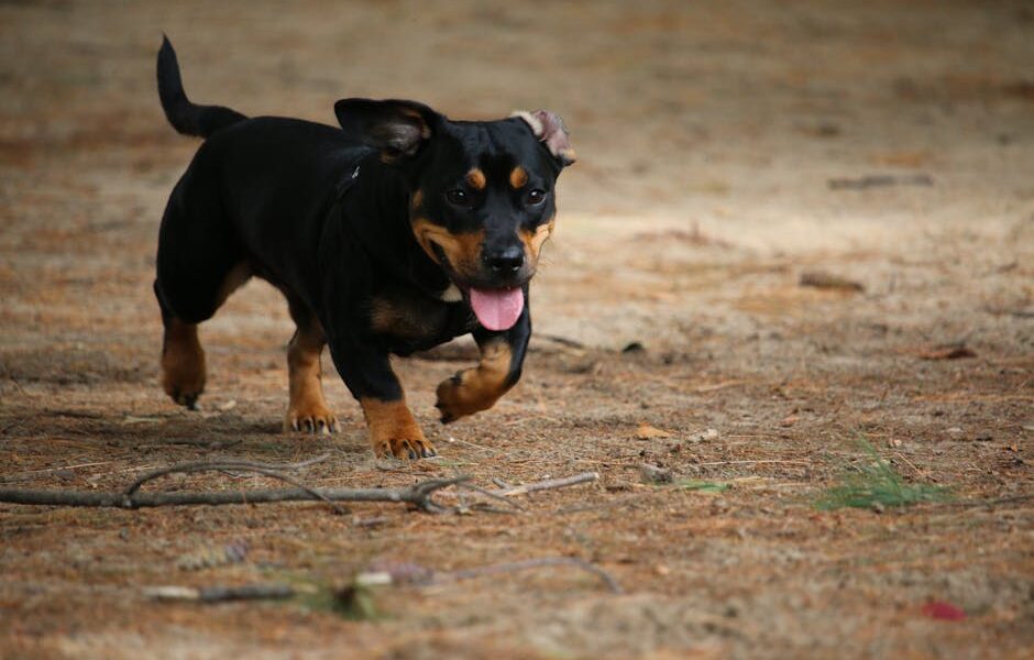 A lively Miniature Pinscher dog joyfully running on sandy ground outdoors.