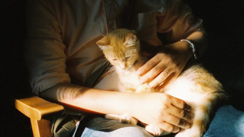Man cradles ginger kitten in gentle sunlight, creating a cozy moment.
