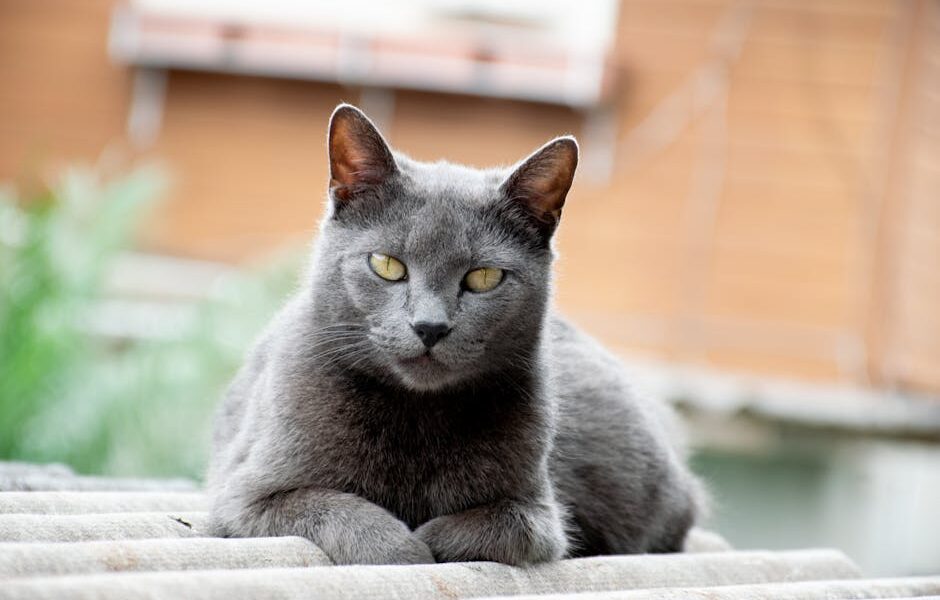 A Chartreux cat enjoying a relaxed moment on a rooftop, showcasing its unique gray fur and bright eyes.