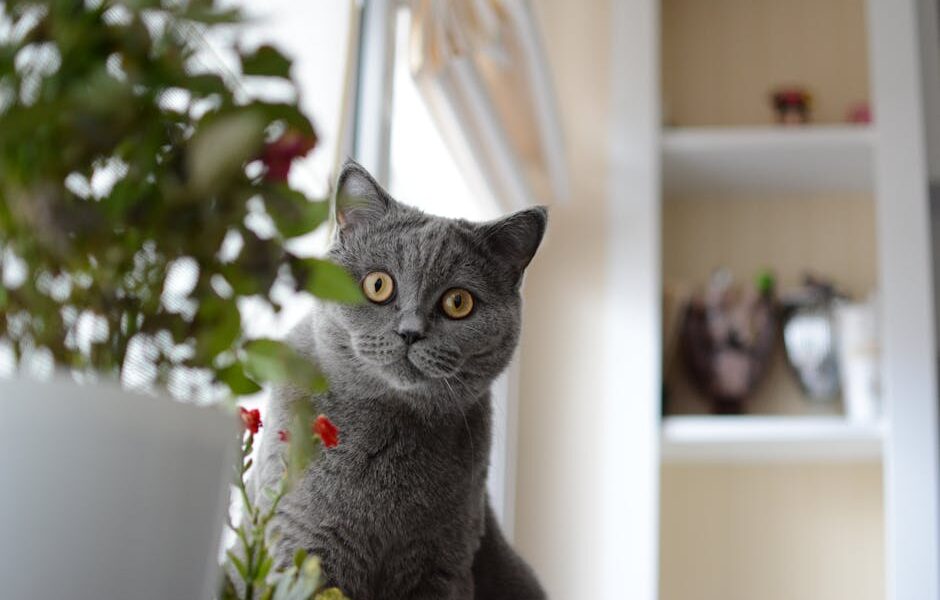 Gray British Shorthair cat indoors beside houseplants, looking curious.