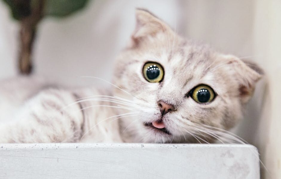 Adorable portrait of a grey and white Munchkin kitten with striking eyes and playful expression.