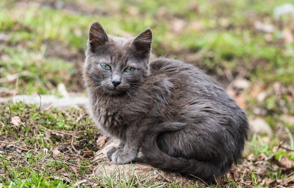 Close-up of a Nebelung kitten sitting on grass outdoors, showcasing its fluffy gray fur.
