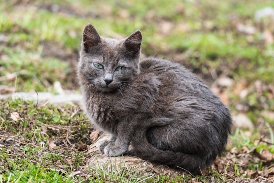 A Nebelung cat with a long shimmering blue-grey coat and vivid green eyes resting elegantly on a soft surface