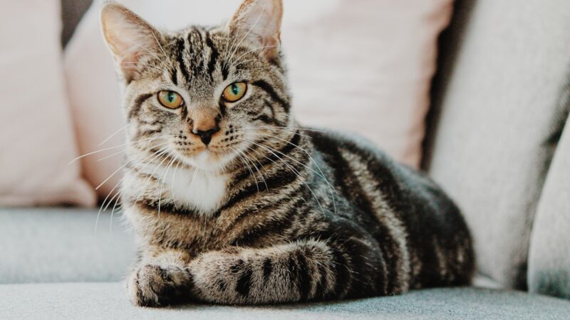 Norwegian Forest Cat