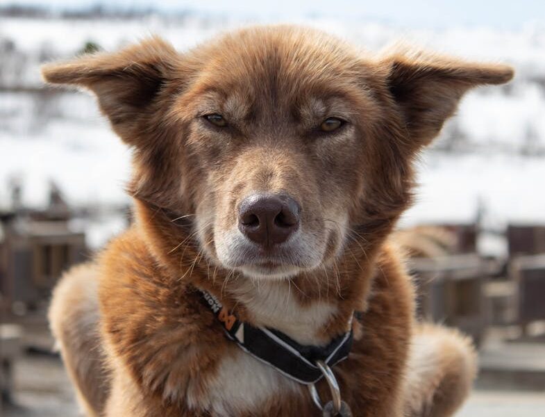 Close-up portrait of a brown Husky dog with snow-covered background in Tromsø, Norway.
