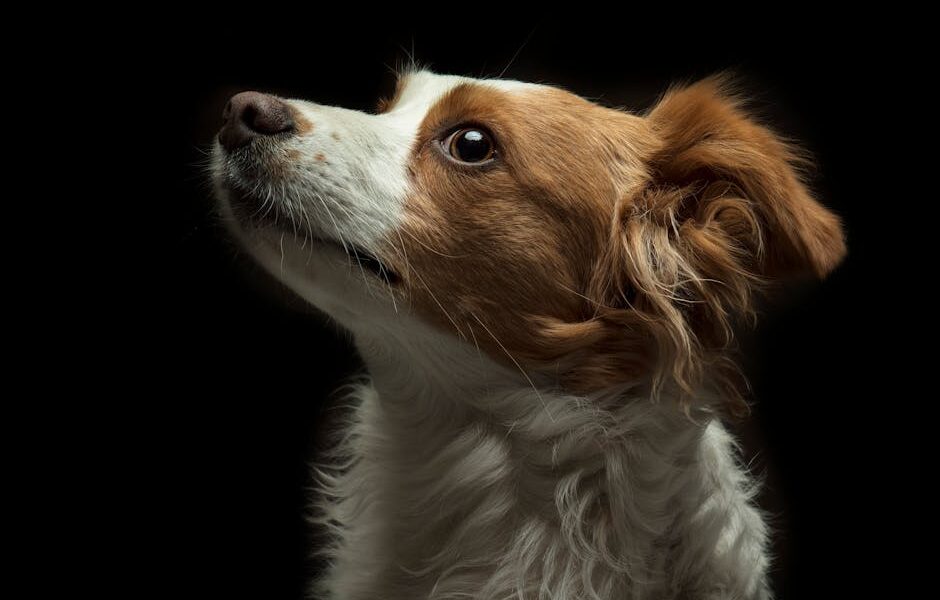 Elegant side view of a Papillon dog in a studio setting, highlighting its distinct features.