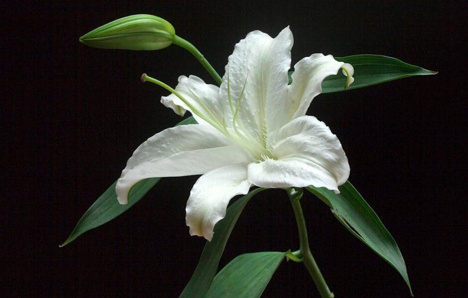 Peace Lily vs True Lily: The Difference That Saves Cat Lives