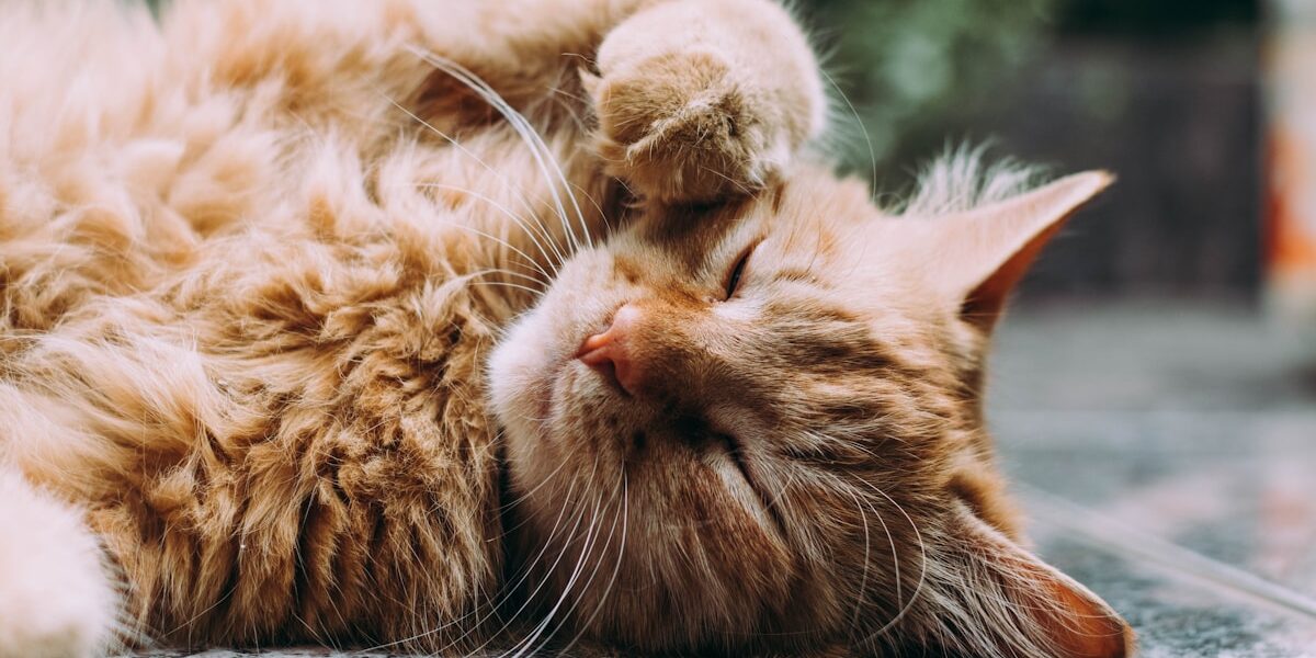 Persian Cat