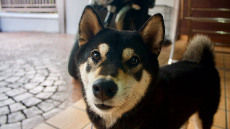 Close-up of a curious Shiba Inu dog indoors. Perfect for pet lovers.