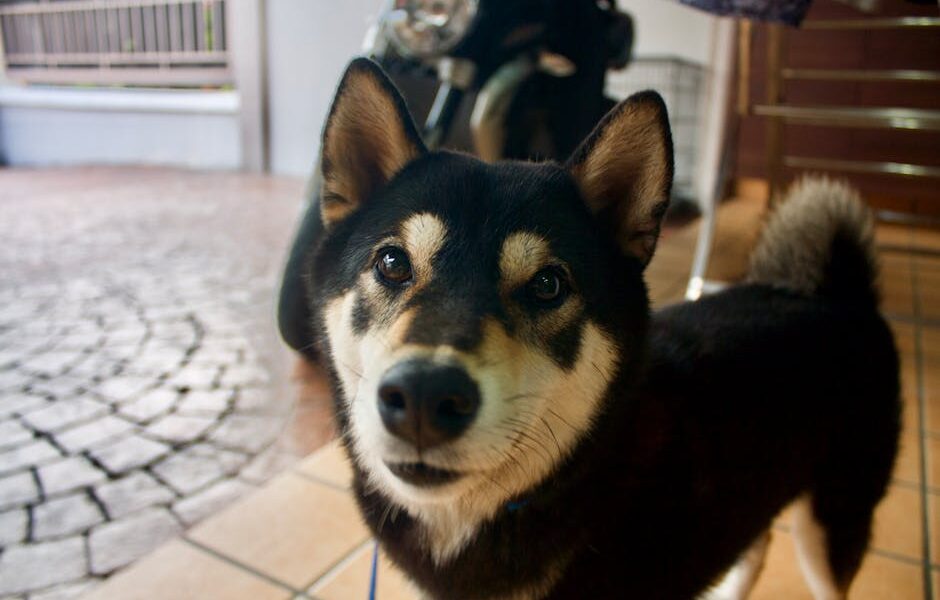 Close-up of a curious Shiba Inu dog indoors. Perfect for pet lovers.