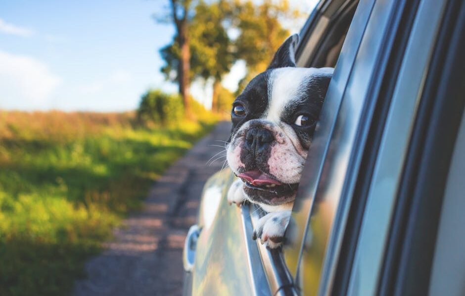 Pet-Friendly Road Trip: Planning, Packing & Safety Tips