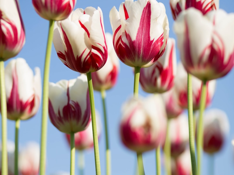 Lilies Toxic To Cats