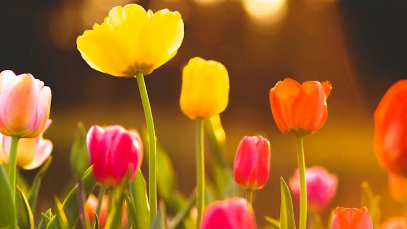 Tulips Toxic To Cats