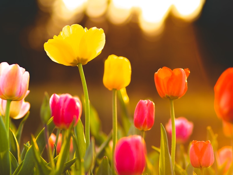 Tulips Toxic To Cats