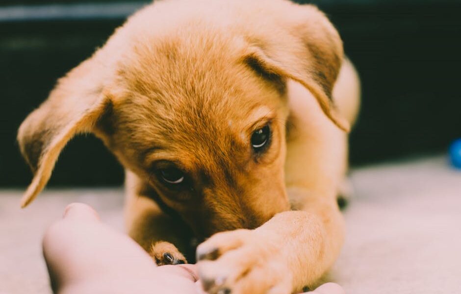 Cute puppy with paws on hand, expressing sweetness in a candid moment.