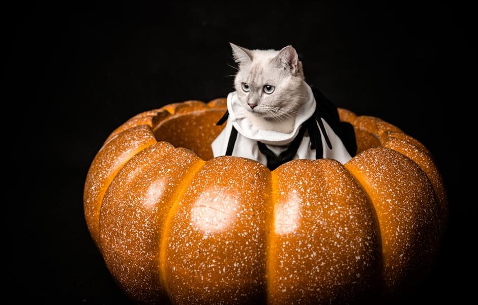 Pumpkin for Cats: Natural Remedy for Constipation & Diarrhea